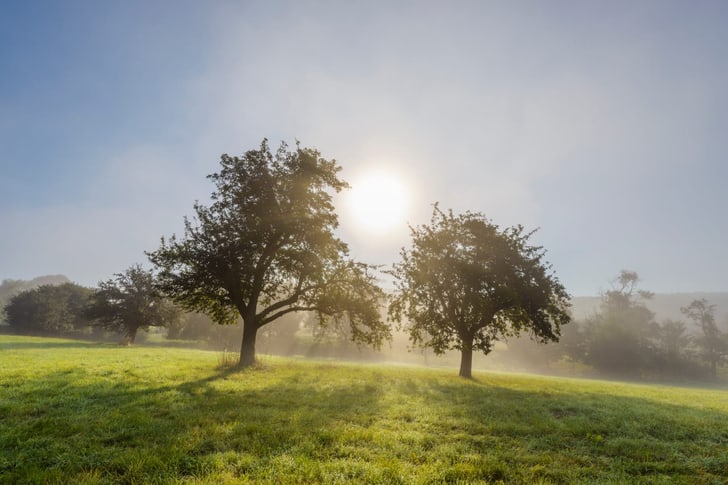 Zwei Bäume auf nebliger Wiese im Sonnenlicht.