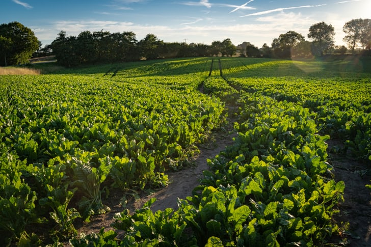 Feld mit blühendem Gemüse im Sonnenuntergang.