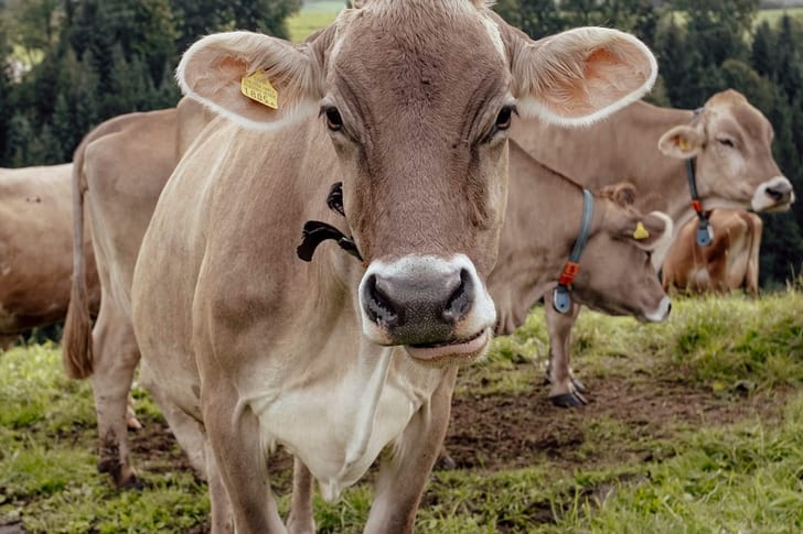 Kühe auf einer grünen Weide mit Bäumen im Hintergrund.