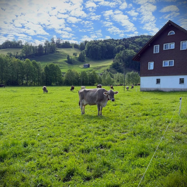 Kuh auf Wiese bei Haus, Hügel im Hintergrund.