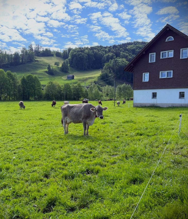 Kuh auf Wiese bei Haus, Hügel im Hintergrund.