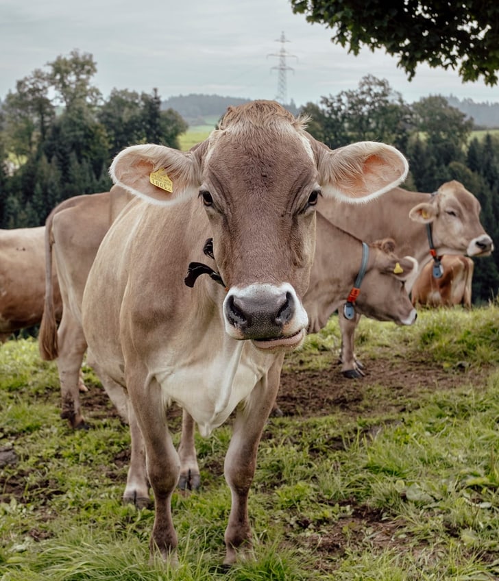 Kühe auf einer grünen Weide mit Bäumen im Hintergrund.