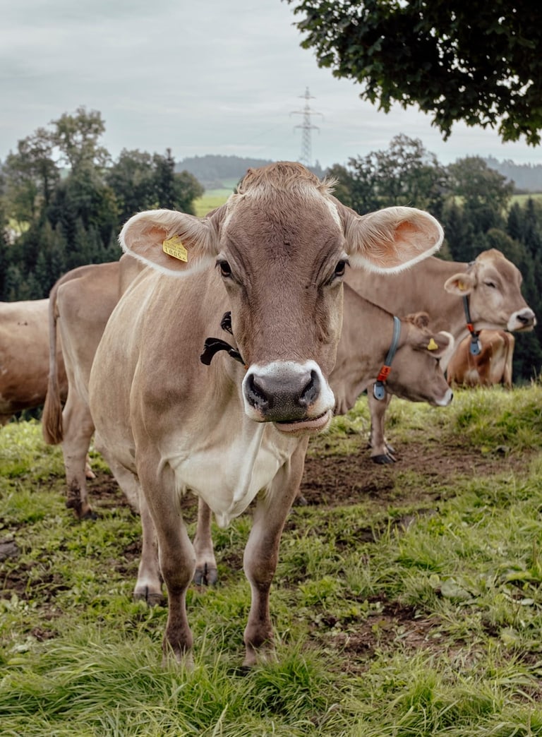 Kühe auf einer grünen Weide mit Bäumen im Hintergrund.