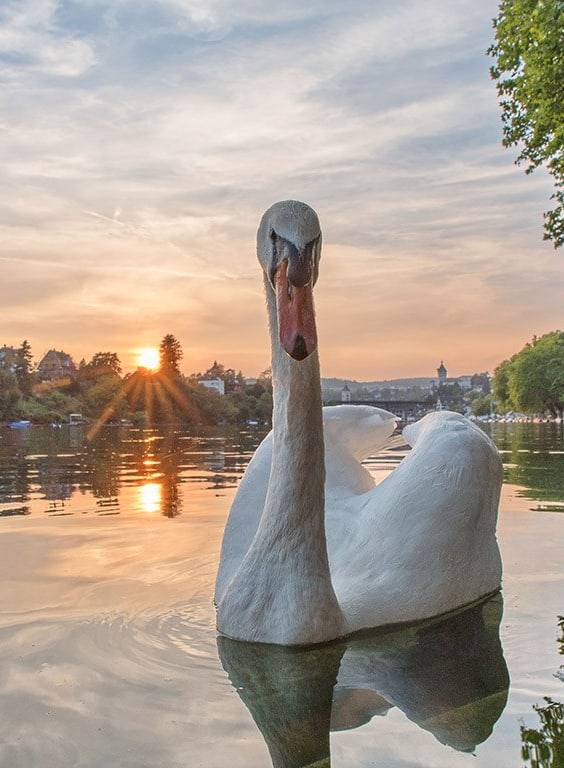 Schwan im Wasser bei Sonnenuntergang.