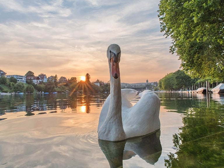 Schwan im Wasser bei Sonnenuntergang.